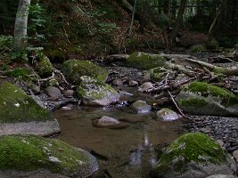 DSCN5737